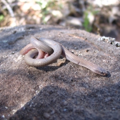 Aprasia parapulchella (Pink-tailed Worm-lizard) at Albury - 30 Oct 2007 by Damian Michael