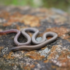 Aprasia parapulchella (Pink-tailed Worm-lizard) at Albury - 12 Sep 2017 by Damian Michael