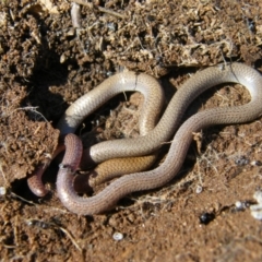 Aprasia parapulchella (Pink-tailed Worm-lizard) at Splitters Creek, NSW - 3 Sep 2009 by DamianMichael