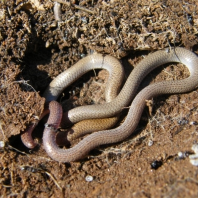 Aprasia parapulchella (Pink-tailed Worm-lizard) at Nail Can Hill - 3 Sep 2009 by Damian Michael