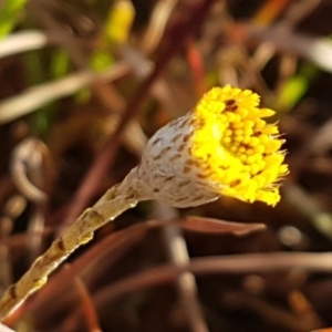 Leptorhynchos squamatus at Hall, ACT - 11 Aug 2020