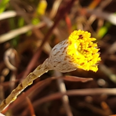 Leptorhynchos squamatus (Scaly Buttons) at Hall, ACT - 11 Aug 2020 by trevorpreston