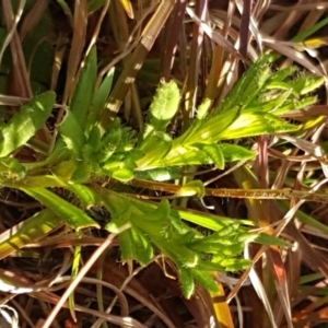 Leptorhynchos squamatus at Hall, ACT - 11 Aug 2020