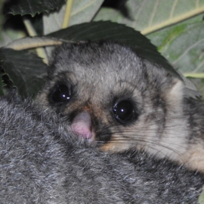 Trichosurus vulpecula (Common Brushtail Possum) at Fadden, ACT - 10 Aug 2020 by YumiCallaway