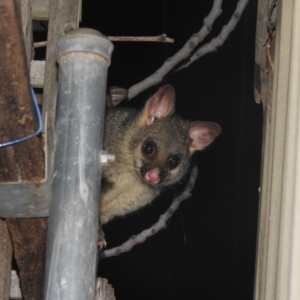 Trichosurus vulpecula at Fadden, ACT - suppressed