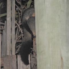 Trichosurus vulpecula at Fadden, ACT - 10 Aug 2020