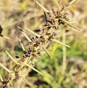 Daviesia genistifolia at Hall, ACT - 11 Aug 2020