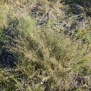 Daviesia genistifolia at Hall, ACT - 11 Aug 2020