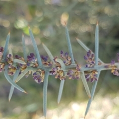 Daviesia genistifolia at Hall, ACT - 11 Aug 2020