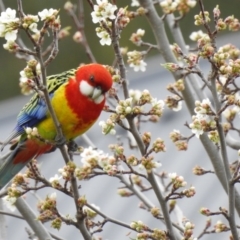 Platycercus eximius (Eastern Rosella) at West Wodonga, VIC - 9 Aug 2020 by Michelleco