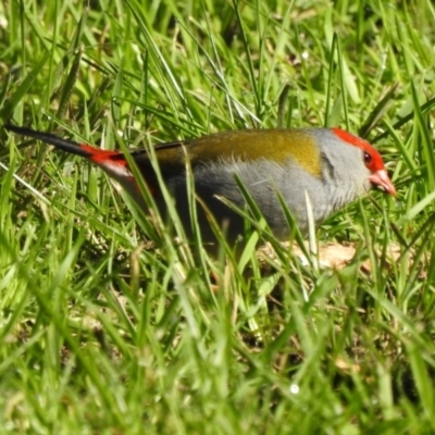 Neochmia temporalis (Red-browed Finch) at Wodonga - 11 Aug 2020 by Michelleco