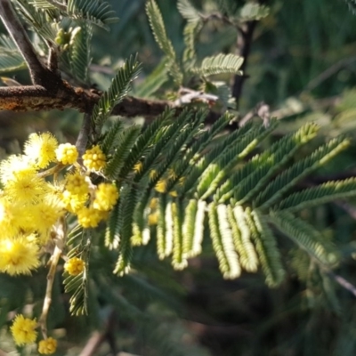 Acacia dealbata (Silver Wattle) at Hall, ACT - 11 Aug 2020 by tpreston