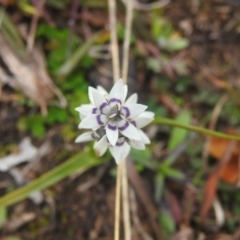 Wurmbea dioica subsp. dioica (Early Nancy) at Googong, NSW - 12 Jul 2020 by YumiCallaway