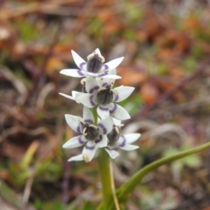 Wurmbea dioica subsp. dioica at Googong, NSW - 12 Jul 2020 12:55 PM