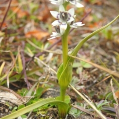 Wurmbea dioica subsp. dioica at Googong, NSW - 12 Jul 2020