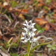 Wurmbea dioica subsp. dioica at Googong, NSW - 12 Jul 2020