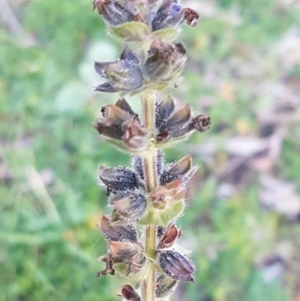 Salvia verbenaca var. verbenaca at Macgregor, ACT - 11 Aug 2020