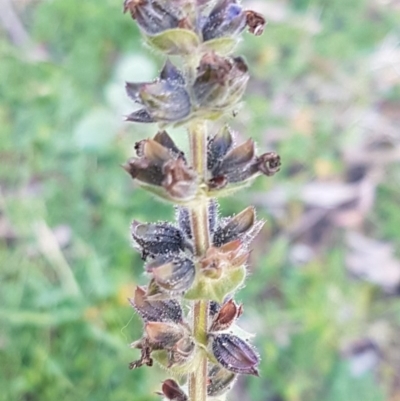 Salvia verbenaca var. verbenaca (Wild Sage) at Umbagong District Park - 11 Aug 2020 by tpreston