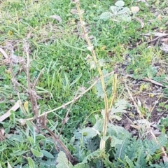 Salvia verbenaca var. verbenaca at Macgregor, ACT - 11 Aug 2020