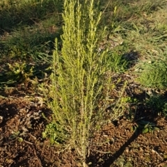 Cassinia sifton (Sifton Bush, Chinese Shrub) at Umbagong District Park - 11 Aug 2020 by tpreston