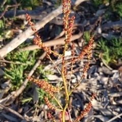 Rumex acetosella (Sheep Sorrel) at Umbagong District Park - 11 Aug 2020 by tpreston