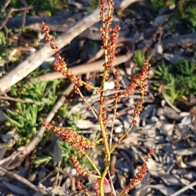 Rumex acetosella (Sheep Sorrel) at Umbagong District Park - 11 Aug 2020 by tpreston