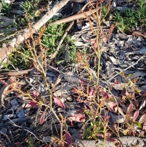 Rumex acetosella at Latham, ACT - 11 Aug 2020