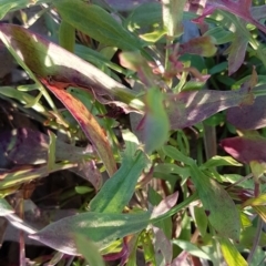 Rumex acetosella at Latham, ACT - 11 Aug 2020