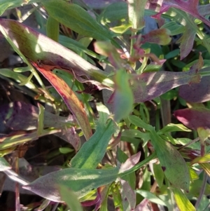 Rumex acetosella at Latham, ACT - 11 Aug 2020