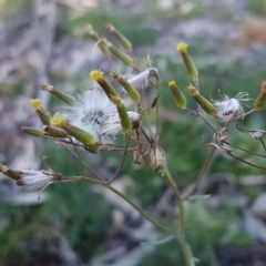 Senecio quadridentatus (Cotton Fireweed) at Latham, ACT - 11 Aug 2020 by tpreston