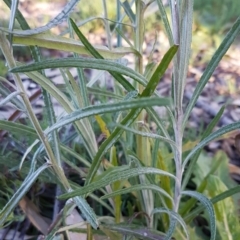 Senecio quadridentatus at Latham, ACT - 11 Aug 2020