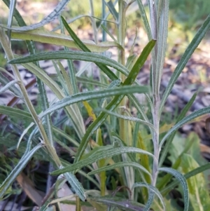 Senecio quadridentatus at Latham, ACT - 11 Aug 2020