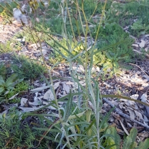 Senecio quadridentatus at Latham, ACT - 11 Aug 2020