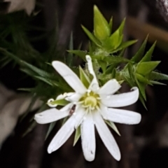 Stellaria pungens (Prickly Starwort) at Macgregor, ACT - 11 Aug 2020 by trevorpreston