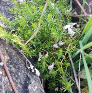 Stellaria pungens at Macgregor, ACT - 11 Aug 2020