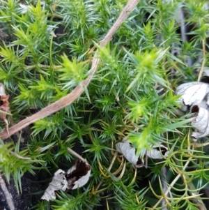 Stellaria pungens at Macgregor, ACT - 11 Aug 2020