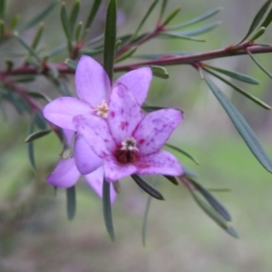 Crowea exalata subsp. exalata at West Wodonga, VIC - 27 Jul 2019
