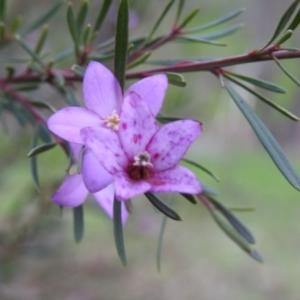 Crowea exalata subsp. exalata at West Wodonga, VIC - suppressed