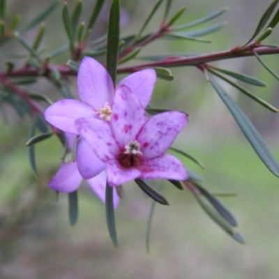 Crowea exalata subsp. exalata (Small Crowea) at West Wodonga, VIC - 27 Jul 2019 by Michelleco