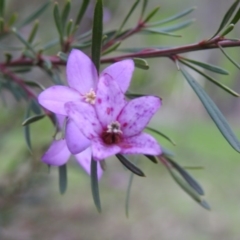Crowea exalata subsp. exalata (Small Crowea) at West Wodonga, VIC - 27 Jul 2019 by Michelleco