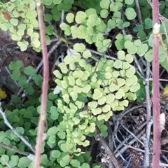 Adiantum aethiopicum (Common Maidenhair Fern) at Latham, ACT - 11 Aug 2020 by tpreston