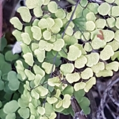 Adiantum aethiopicum at Latham, ACT - 11 Aug 2020