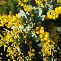 Acacia baileyana (Cootamundra Wattle, Golden Mimosa) at Umbagong District Park - 11 Aug 2020 by tpreston