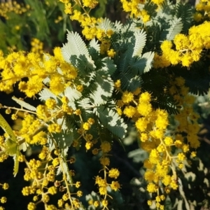 Acacia baileyana at Macgregor, ACT - 11 Aug 2020