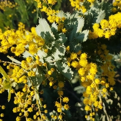 Acacia baileyana (Cootamundra Wattle, Golden Mimosa) at Macgregor, ACT - 11 Aug 2020 by tpreston