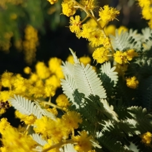 Acacia baileyana at Macgregor, ACT - 11 Aug 2020