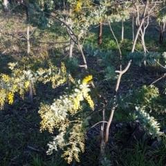 Acacia baileyana at Macgregor, ACT - 11 Aug 2020