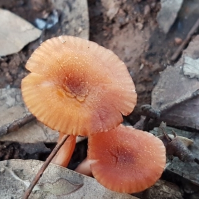 Laccaria sp. (Laccaria) at Macgregor, ACT - 11 Aug 2020 by trevorpreston