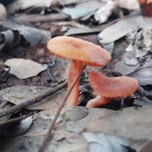 Laccaria sp. at Macgregor, ACT - 11 Aug 2020