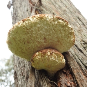 Laetiporus portentosus at West Wodonga, VIC - 27 Jul 2019